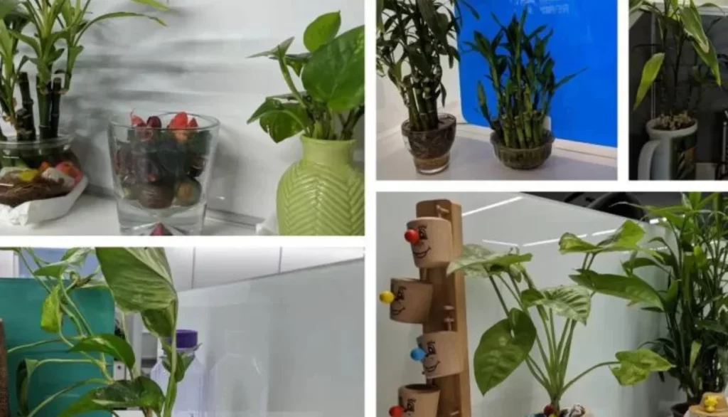 Environment Day Celebration at BA